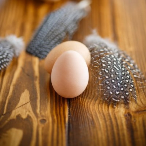 Яйцо цесарки