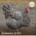 Цыплята доминант Д 107, Д 159