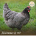 Цыплята доминант Д 107, Д 159